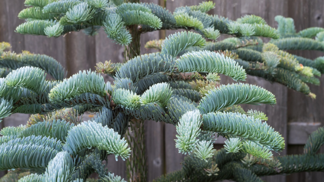 Branches of young Noble fir (Abies procera) in a botanical garden in spring. Beautiful soft needles with a blue silver color.