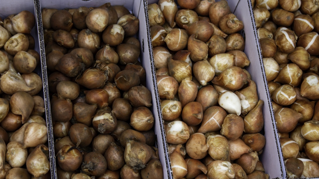 Bulbs in a market, detail of plants and seeds