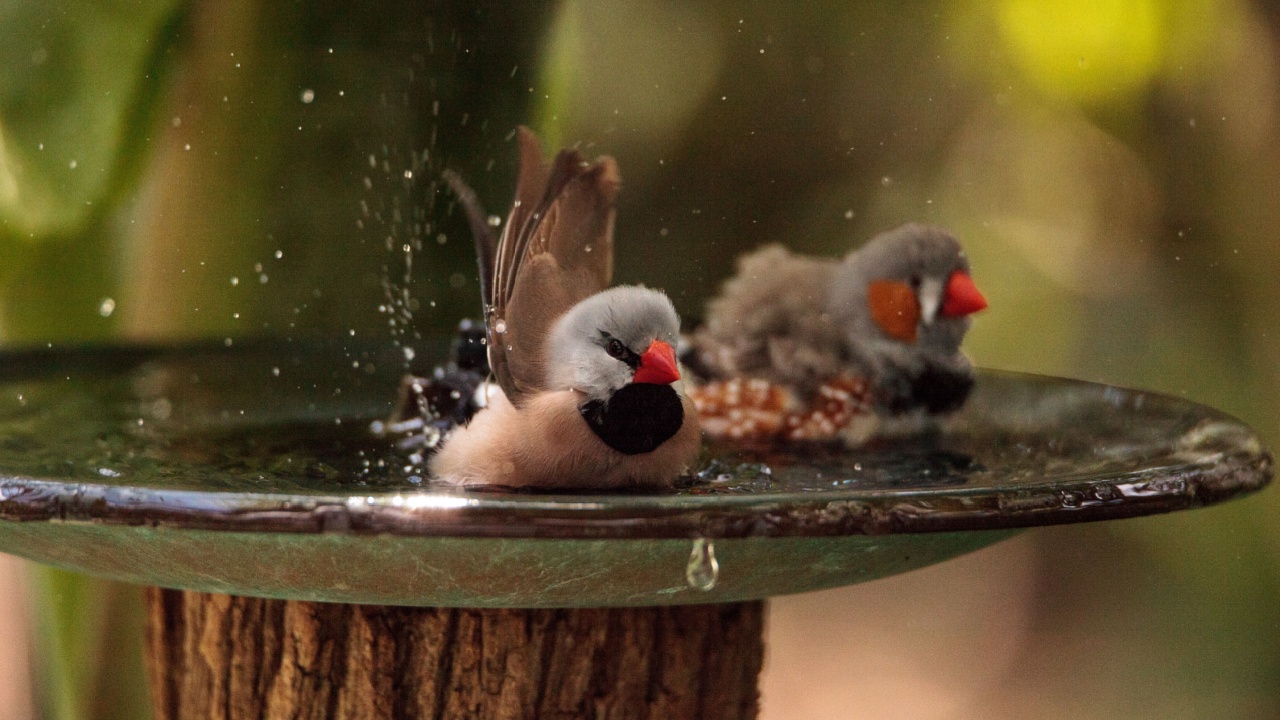 Shaft tail finch birds Poephila acuticauda in a bird bath bathing their wings and splashing about in the water.
