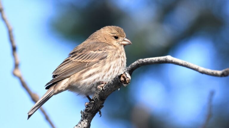 A female House Finch perches in a suburban yard to eat bird seed.