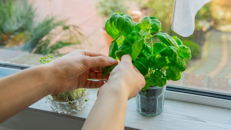 Man's hand picking leaves of greenery. Home gardening on kitchen windowsill. Pots of herbs with basil and watercress sprouts.