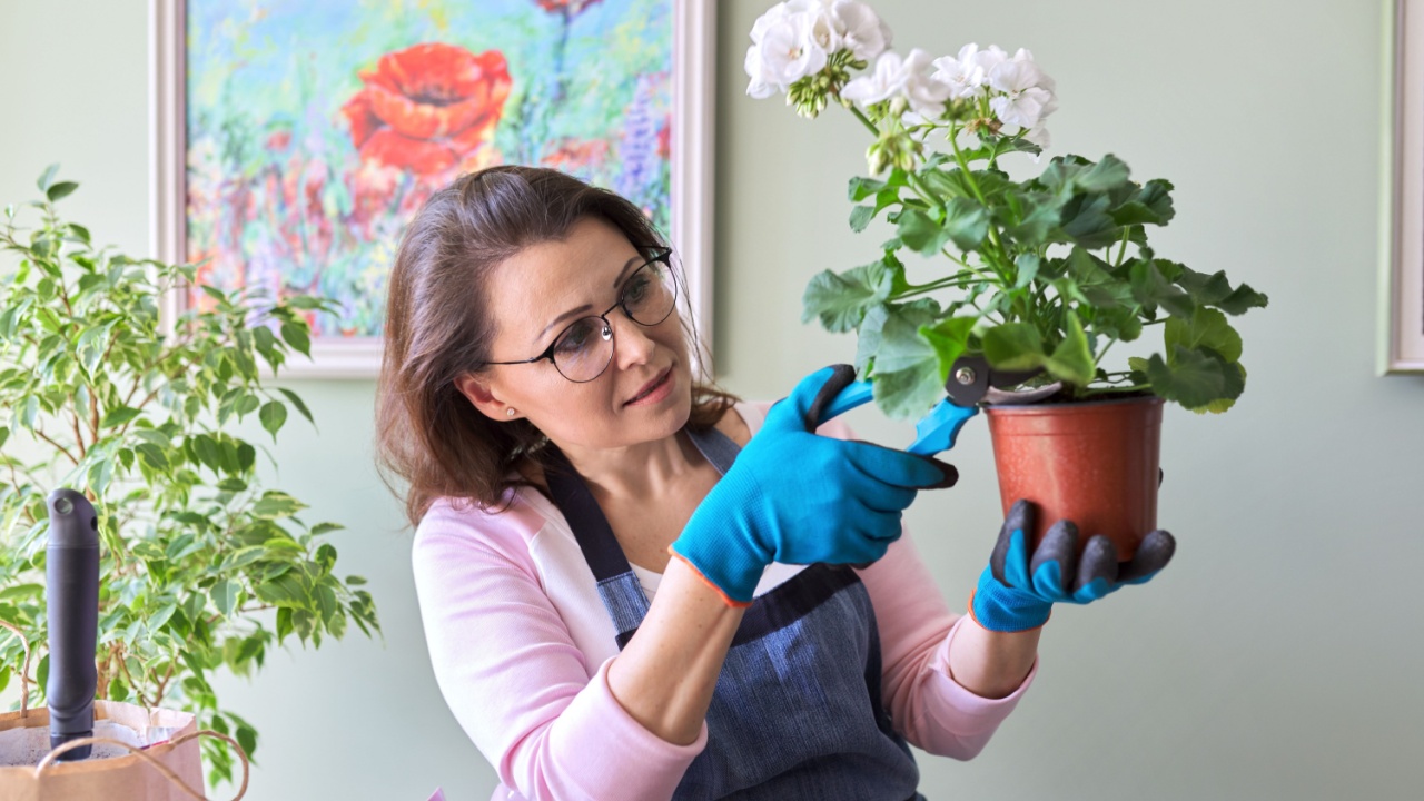 Woman caring for flower in pot at home, removes secateurs leaves. Hobby and leisure, home gardening, houseplant, urban jungle, potted friends concept