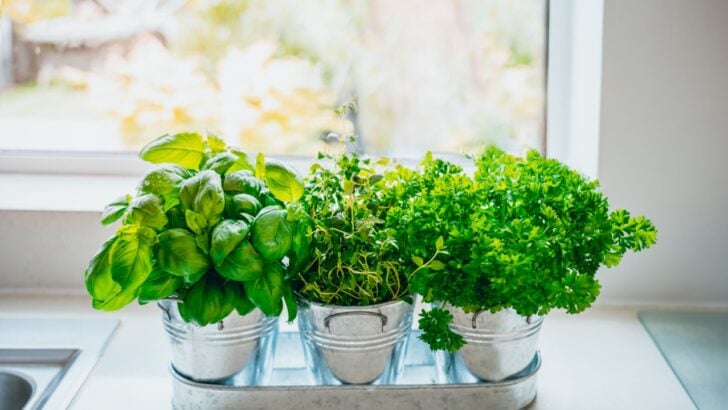 Growing This Herb Indoors Can Boost Your Health