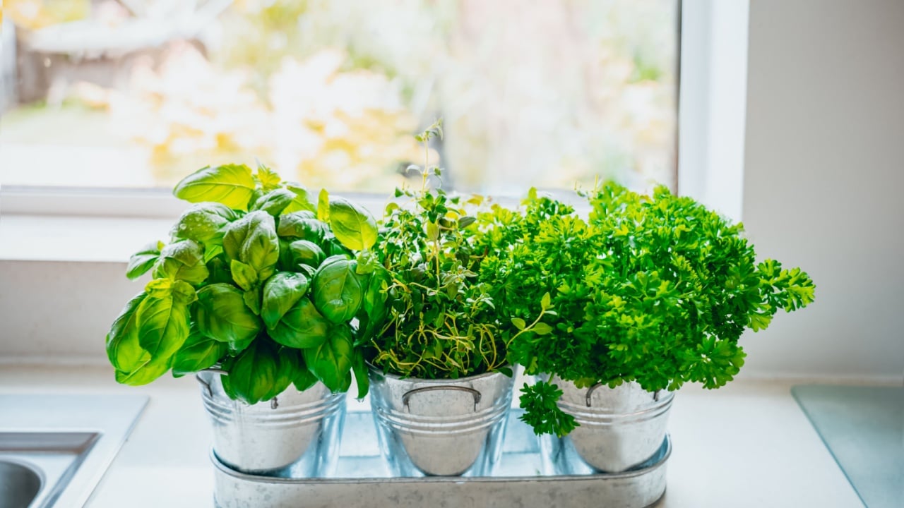 Organic, homegrown basil, parsley and thyme herbs in pots on the kitchen in front of the window. Home planting and food growing. Sustainable lifestyle, plant-based foods.