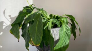 Drooping peace lily plant, needs watering
