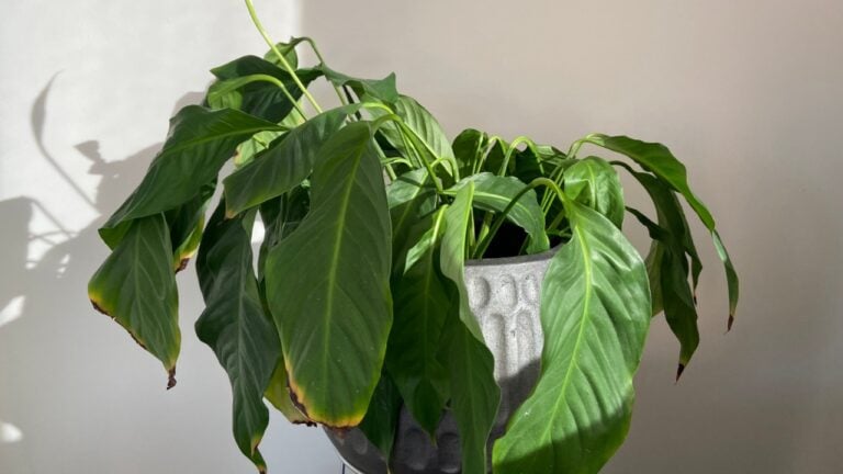 Drooping peace lily plant, needs watering