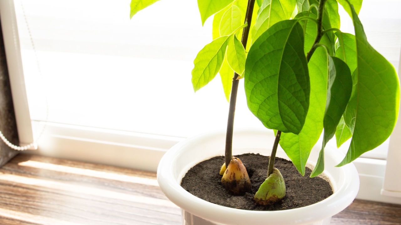 Avocado tree, grown houses, tropical indoor plants. Copy space.