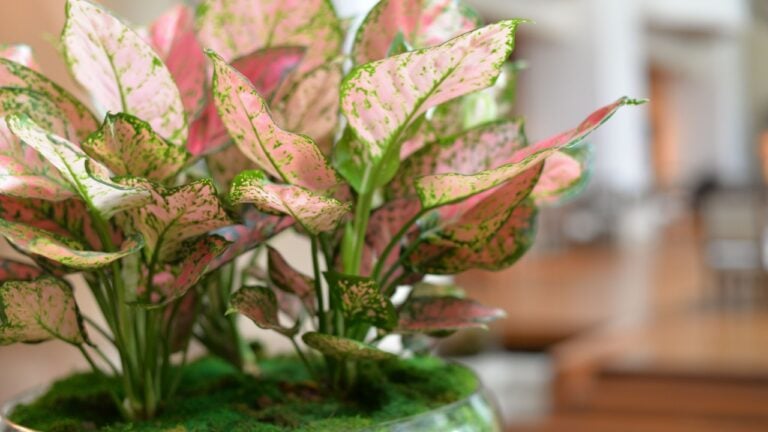Aglaonema (Chinese Evergreen) House Plant in Bangkok, Thailand, Asia