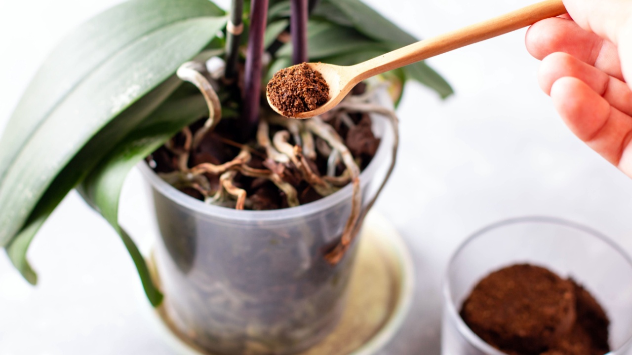 Coffee ground, Coffee residue is applied to the tree and is a natural fertilizer, Gardening hobby