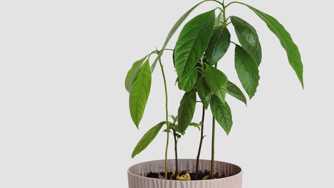 Avocado grown at home. Avocado plant in pot. Avocado grown from seed.
