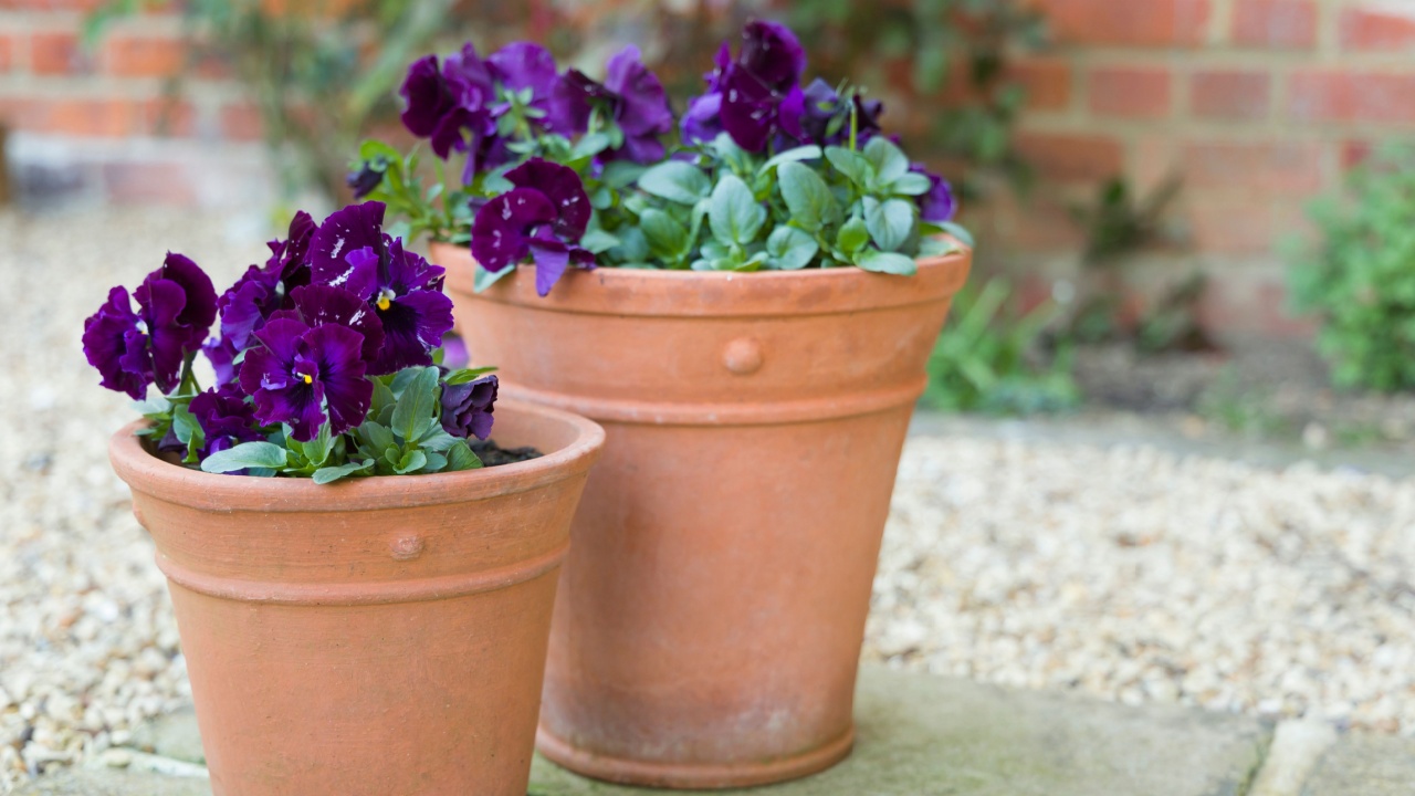 Pansy flowers, purple pansies, winter to spring flowering Pansy Ruffles plants in garden pots on a patio, UK