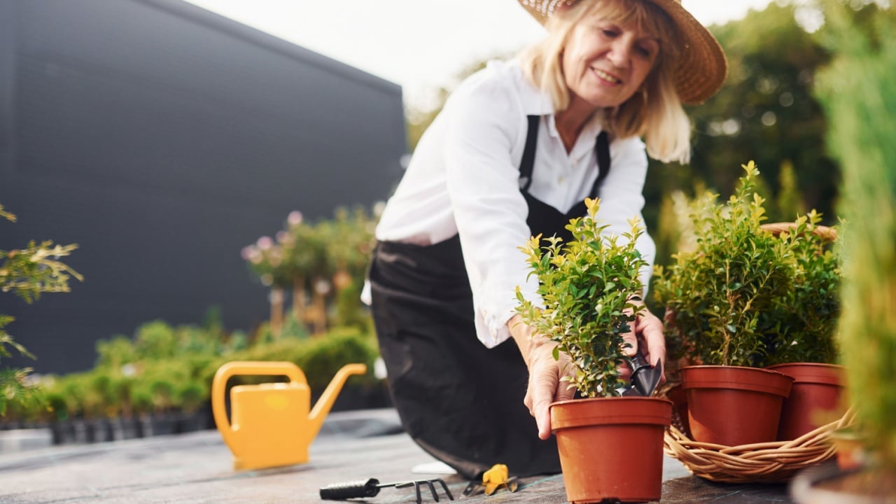 Working with plants in pots. Senior woman is in the garden at daytime