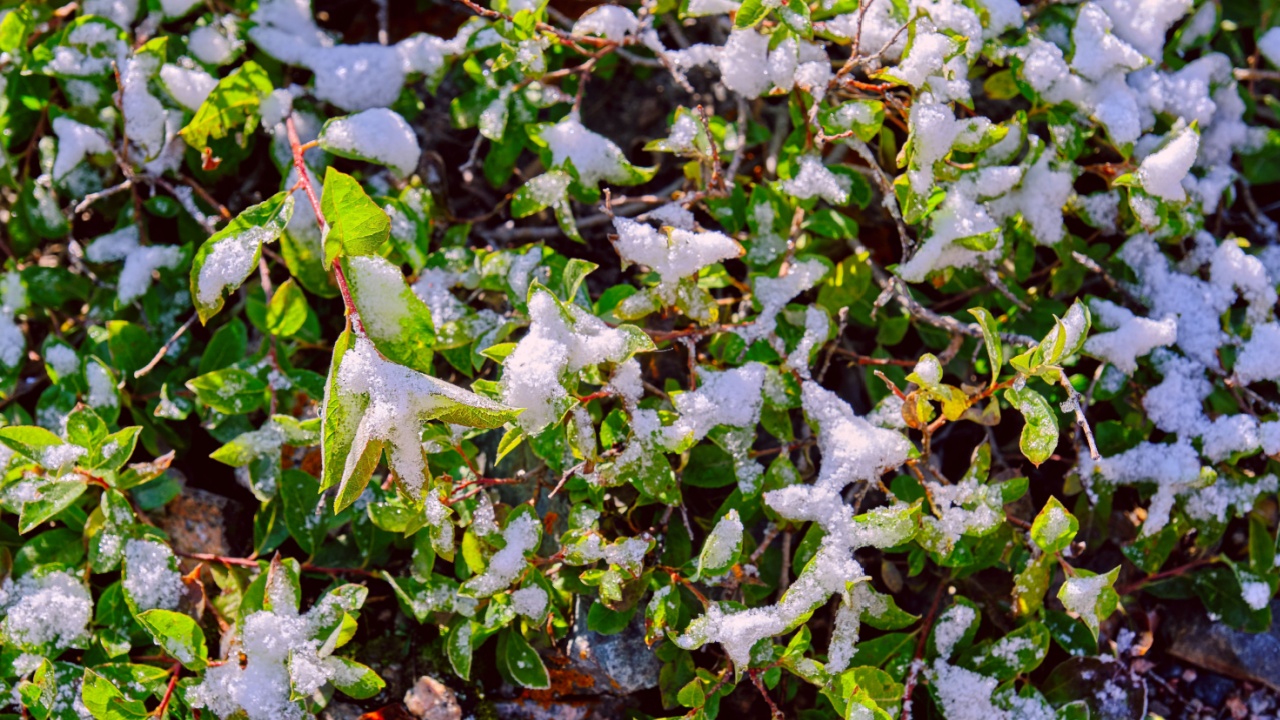 Honeysuckle leaves under the first snowfall in the fall season at sunrise