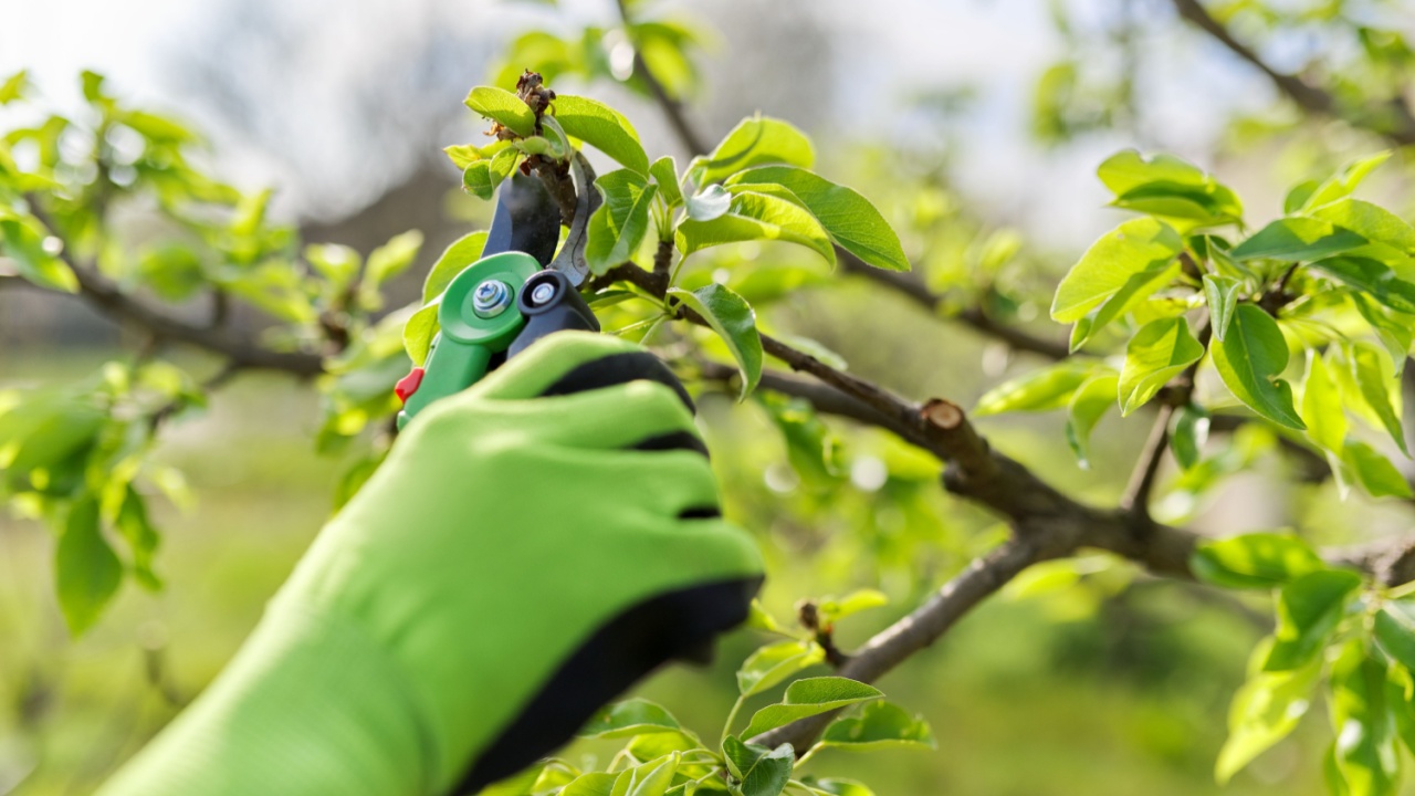 Spring pruning of garden fruit trees and bushes, close-up of gloved hands with garden shears pruning pear branches. Hobby, gardening, farm concept