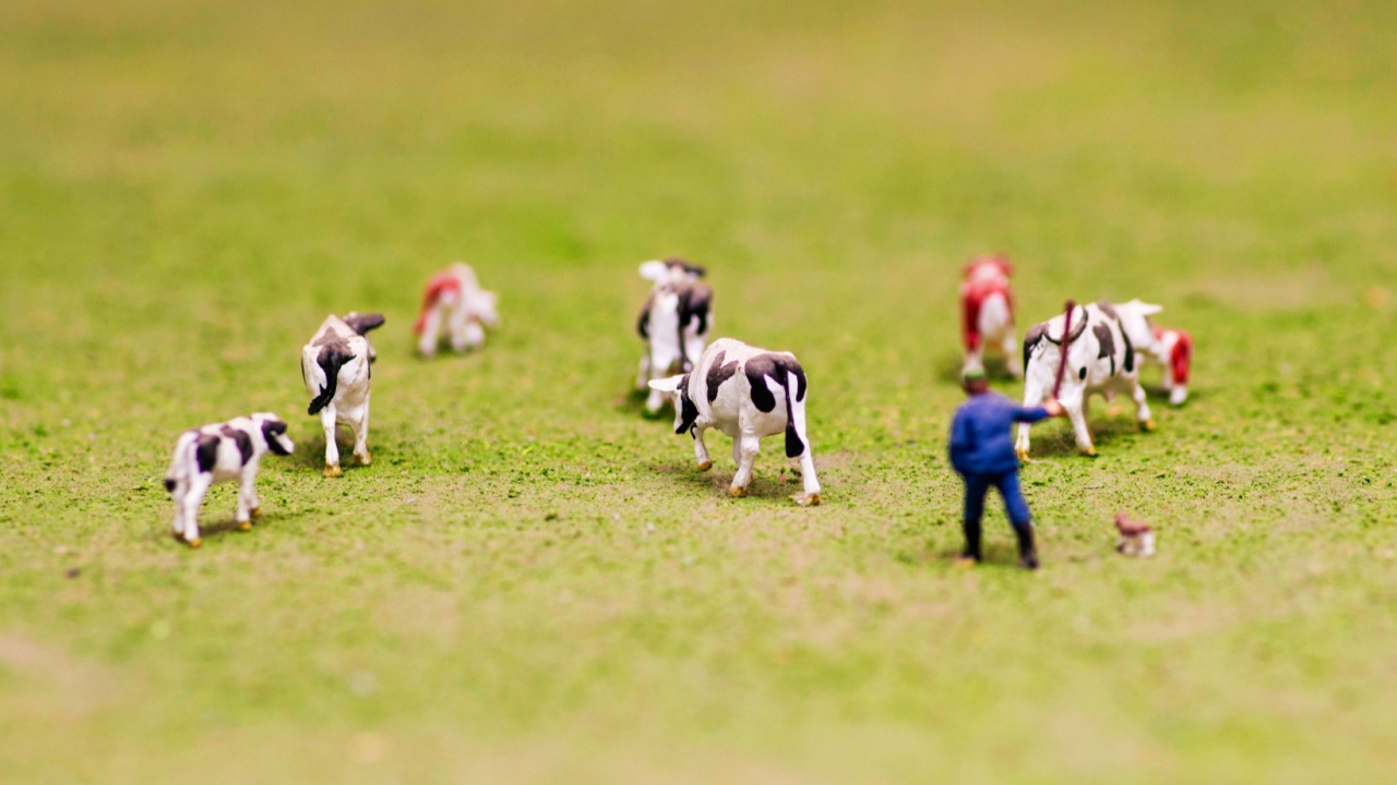 Herd of cows miniature toys on a green meadow. A herd of toy cows grazing on a hillside. Shallow depth of field.