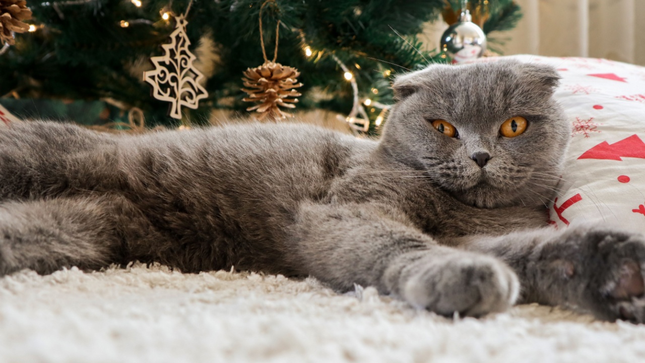 The British cat is lying on a snow-white mat. Next to the animal is a Christmas tree decorated with toys. The gray pet is resting.