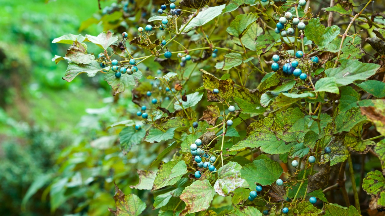 Beautiful wild cobalt-colored porcelain berry in autumn.