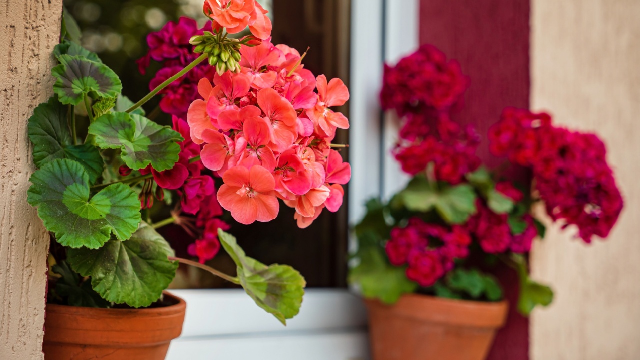 pelargonium flowers in the pot