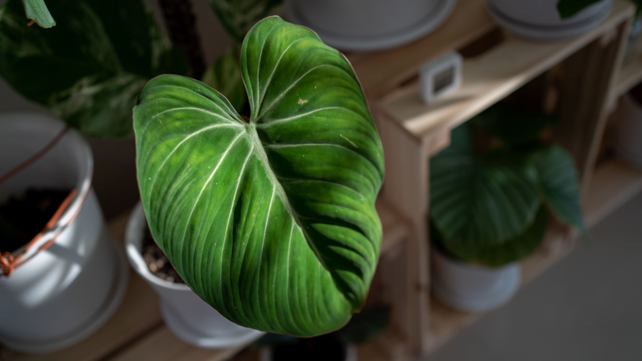 Philodendron Gloriosum leaf being shine by the morning sunlight