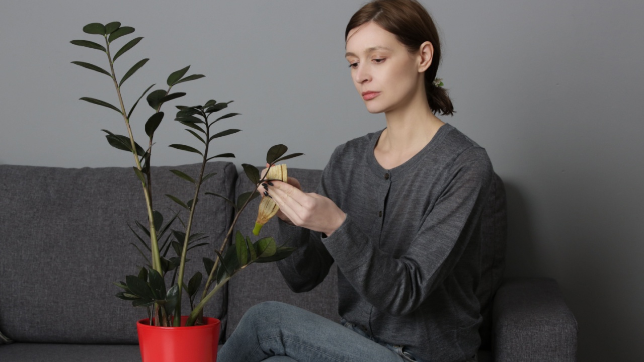 Woman rubbing the leaves of houseplant with soft fleshy side of a banana peel to clean, dust off and give them a healthy glow.