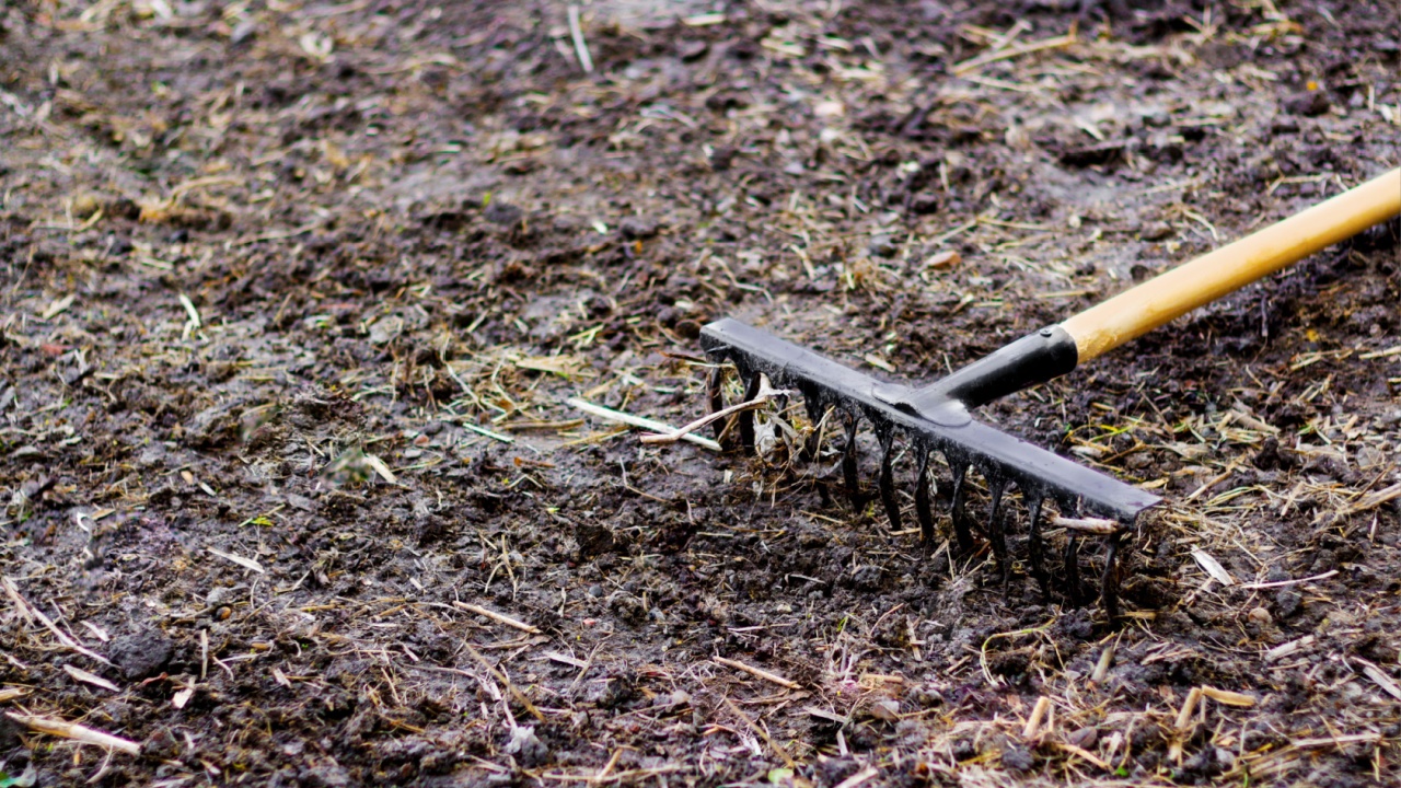 Garden rake. Black metal rake is being pulled through dry soil ready for planting. old rake on a garden bed. spring cleaning. Garden rake rakes the ground, work. Selective focus.
