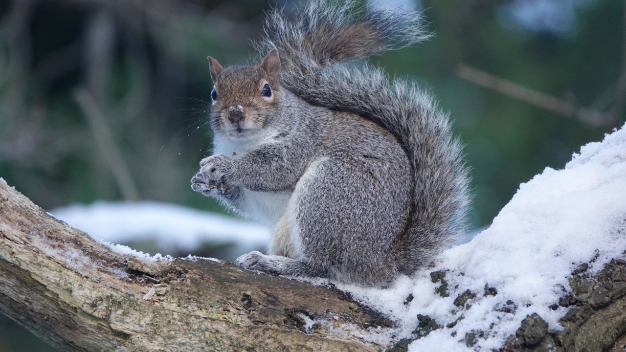A selective focus of a gray squirrel on a snow-covered tree