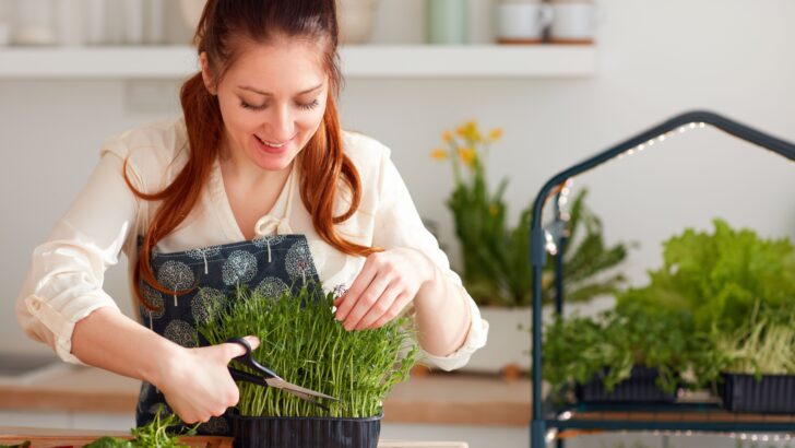 I Used to Buy 8 Dollar Sprouts: This Home Sprouting Kit Is a Game-Changer