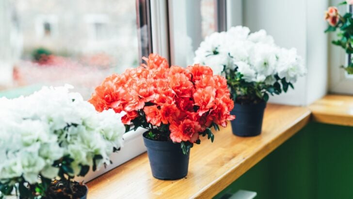 5 Houseplants That&rsquo;ll Thrive on Coffee Grounds