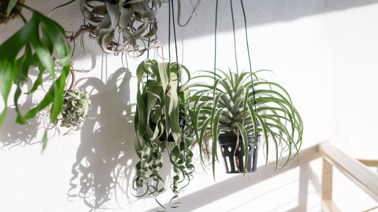 Various type Tillandsia hanging with isolated white background. Tillandsia Streptophylla, Capitata Silver Rose, Xerographica and Curly Slim.