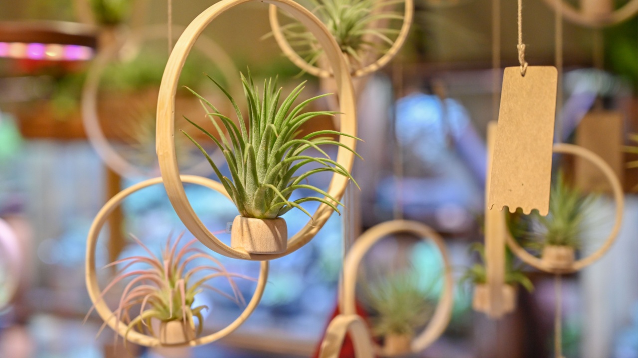 The name of the plant hanging in the air is Tillandsia