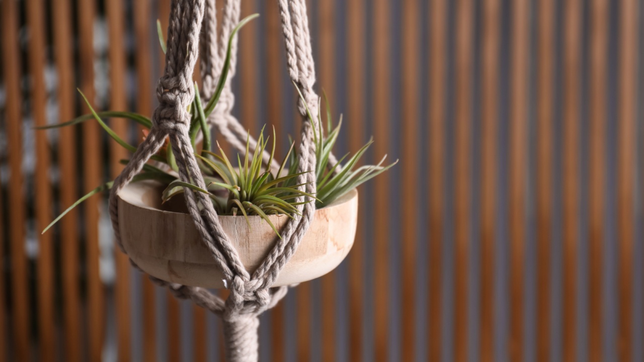 Tillandsia plants hanging on blurred background, space for text. House decor
