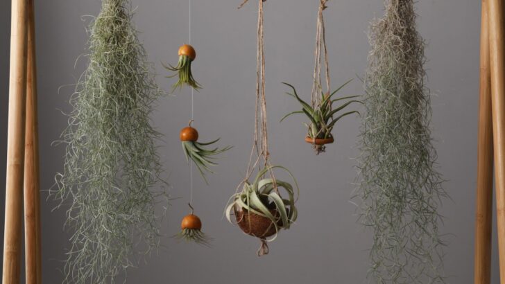 4 Expert Tips to Keep Air Plants Happy All Winter