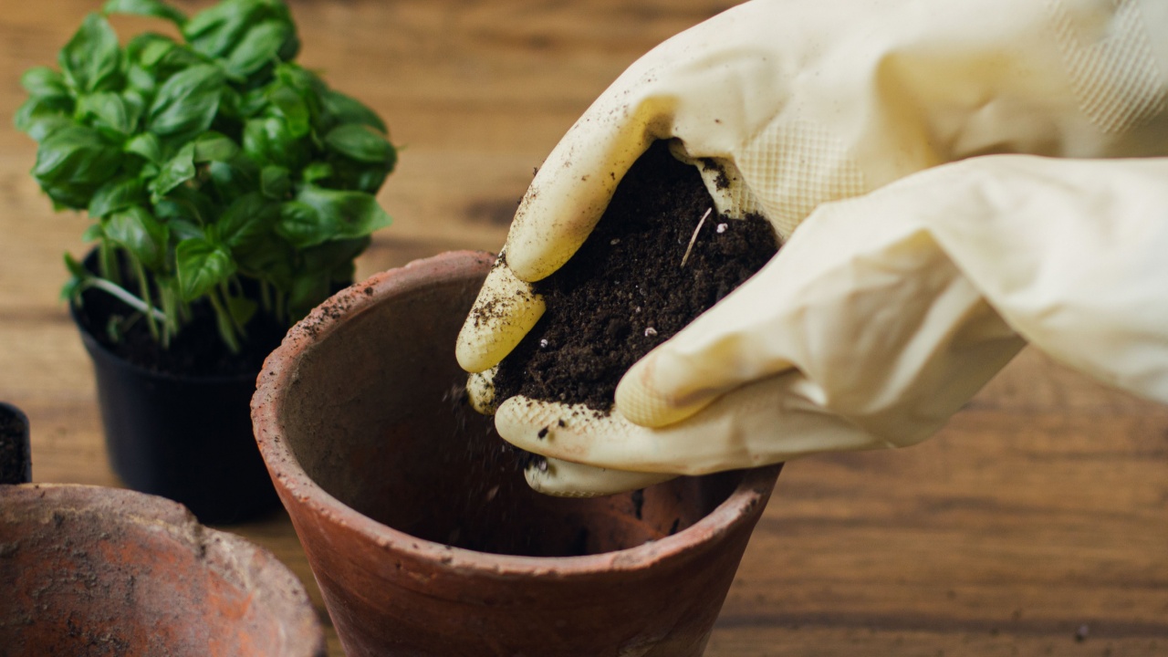 Hands in gloves holding soil on background of empty pots and fresh green basil and rosemary plants on wooden floor.