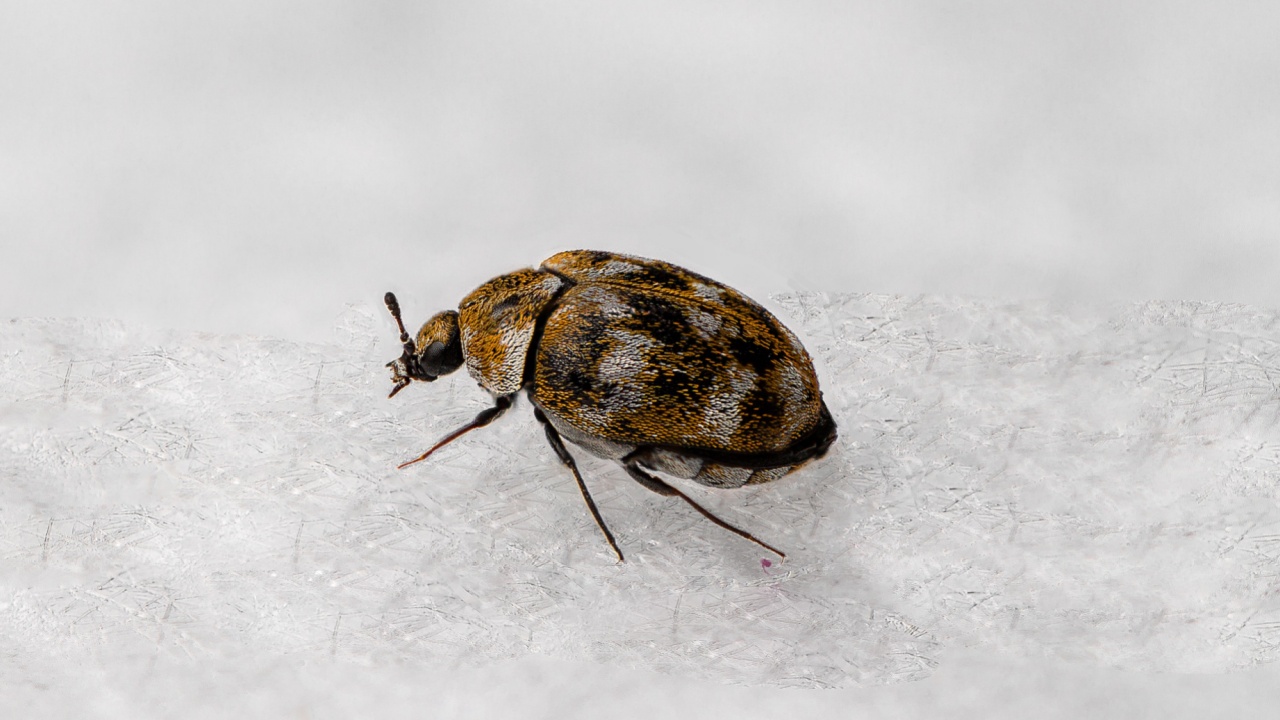A macro shot of a carpet beetle isolated on a white background