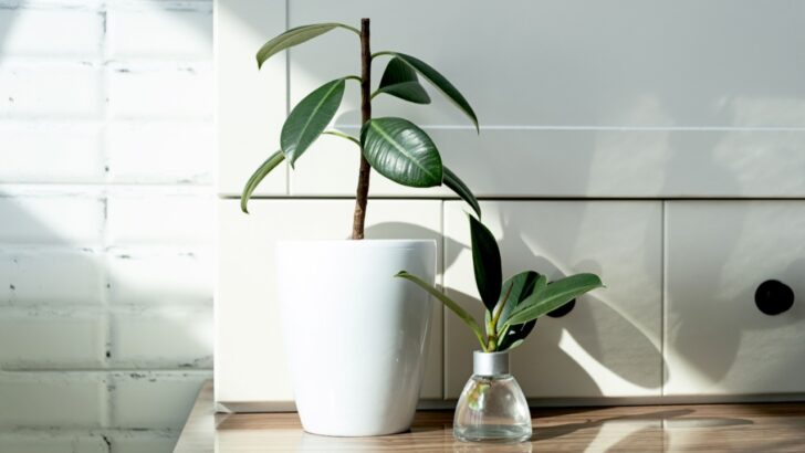 6 Houseplants Perfect For Filling Empty Spaces