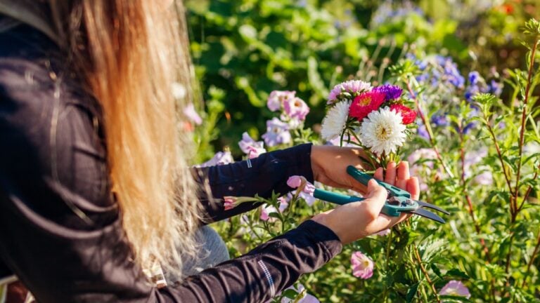 Gardener woman picked bunch of asters in summer garden using pruner tool. Cut flowers harvest for bouquets arrangements