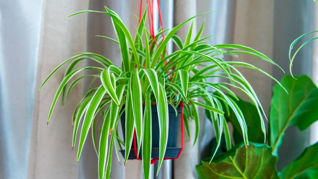 Chlorophytum comosum, Spider plant in white hanging pot basket, Air purifying plants for home, Indoor houseplant, Houseplants With Health Benefits concept