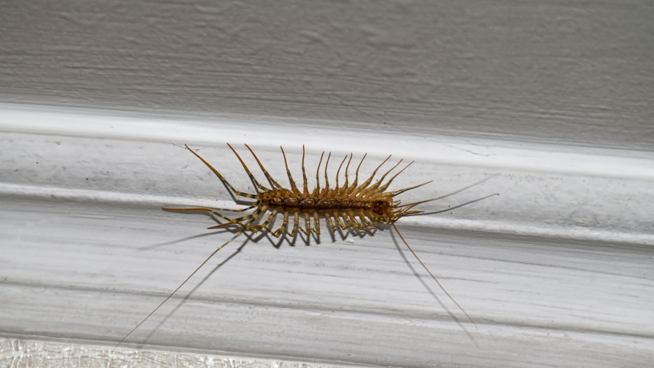 House centipede on the ceiling in the house