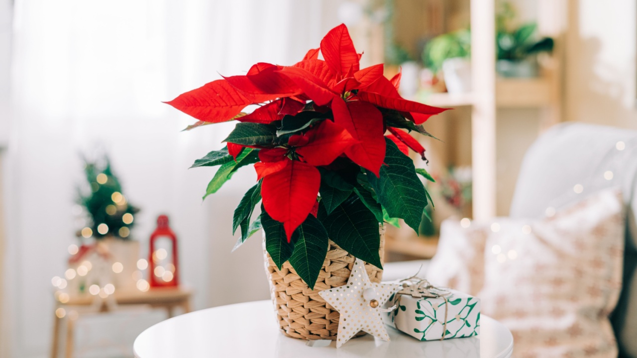 Beautiful poinsettia in wicker pot, gifts and space for text on blurred holiday decoration background. Traditional Christmas star flower