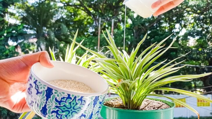 3 Items in Your Kitchen That Houseplants Love