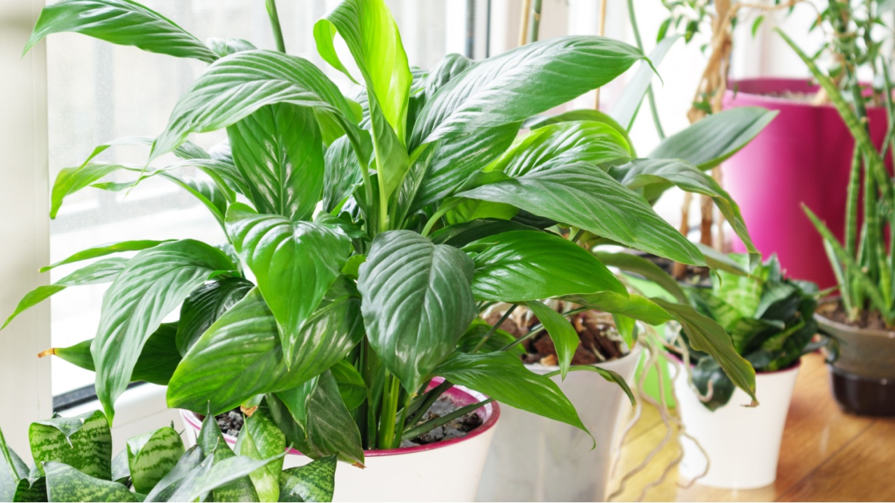 Green flowers a in pot on a windowsill. Home gardening, home hobbies concept