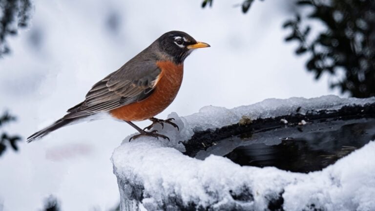 A male Robin perched on the edge of a heated bird bath during a winter's snow storm.