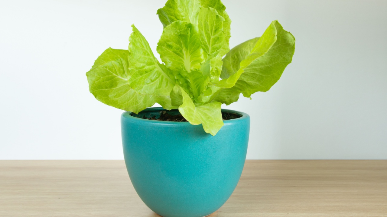 Fresh Lactuca sativa var. crispa (Salad) plant in pot isolated with white background.