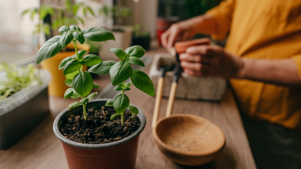 Basil herb in a flowerpot near woman planting seeds on the table. Home planting on the kitchen windowsill. Selective focus on the basil.