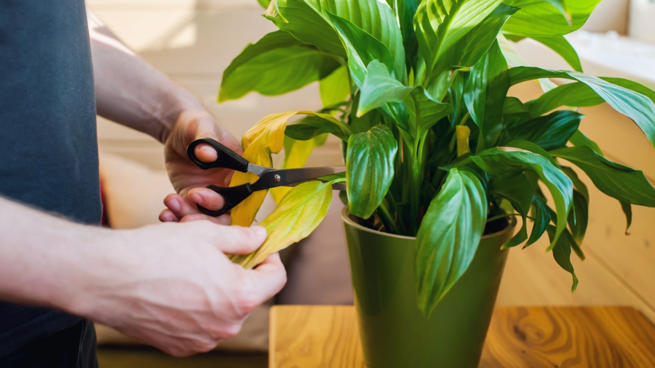 A man takes care of home plants, cuts the leaves close-up