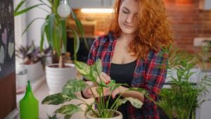 Young smiling female gardener in plaid shirt taking care of plants. Home gardening, houseplant love, freelancing. Home gardening and slow life rituals. Indoor gardening.