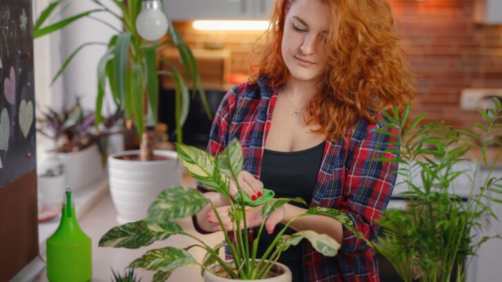 5 Houseplants That Hate Winter
