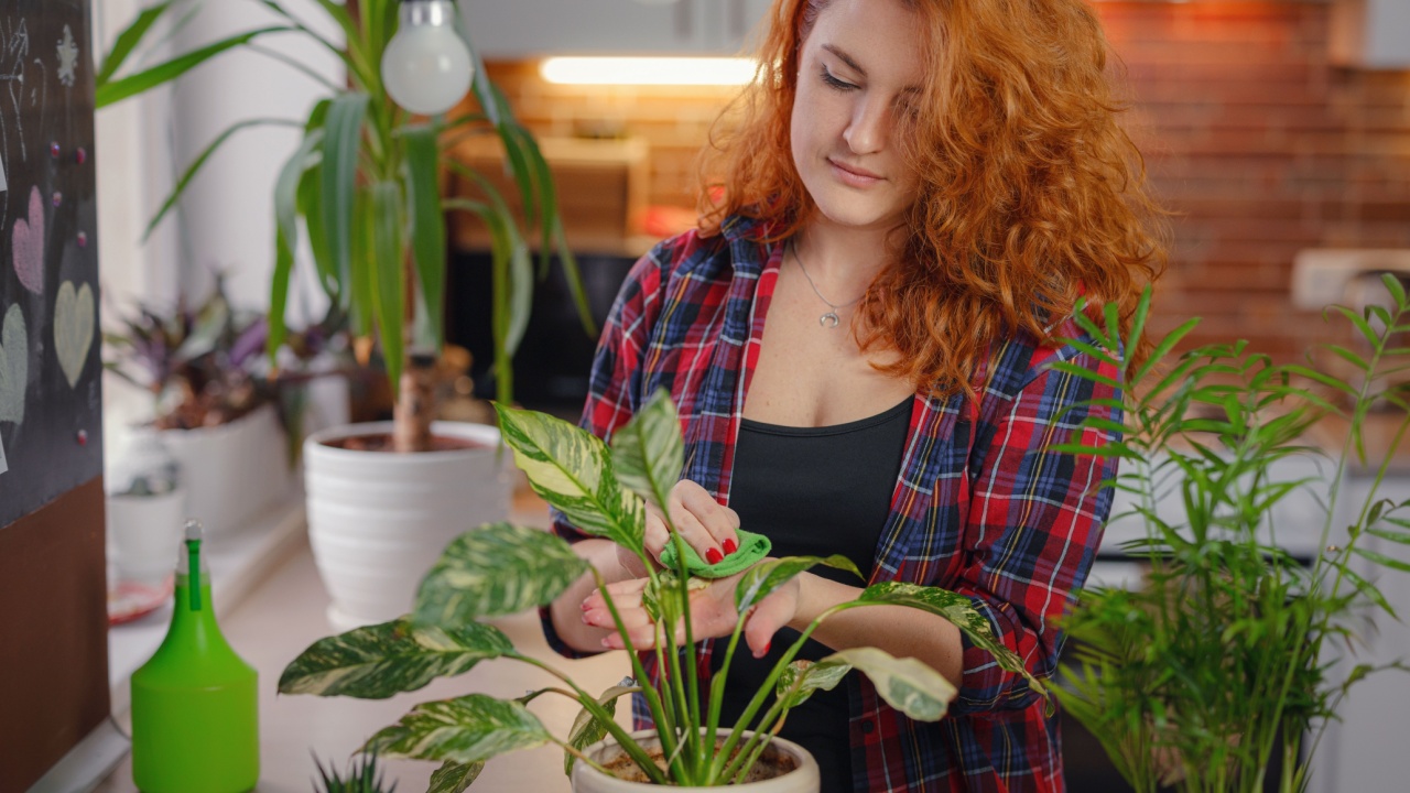 Young smiling female gardener in plaid shirt taking care of plants. Home gardening, houseplant love, freelancing. Home gardening and slow life rituals. Indoor gardening.