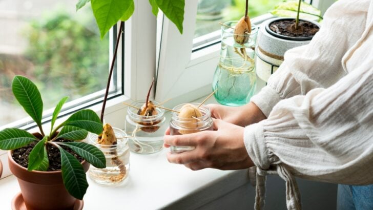 5 Steps to Help an Avocado Tree Thrive Indoors