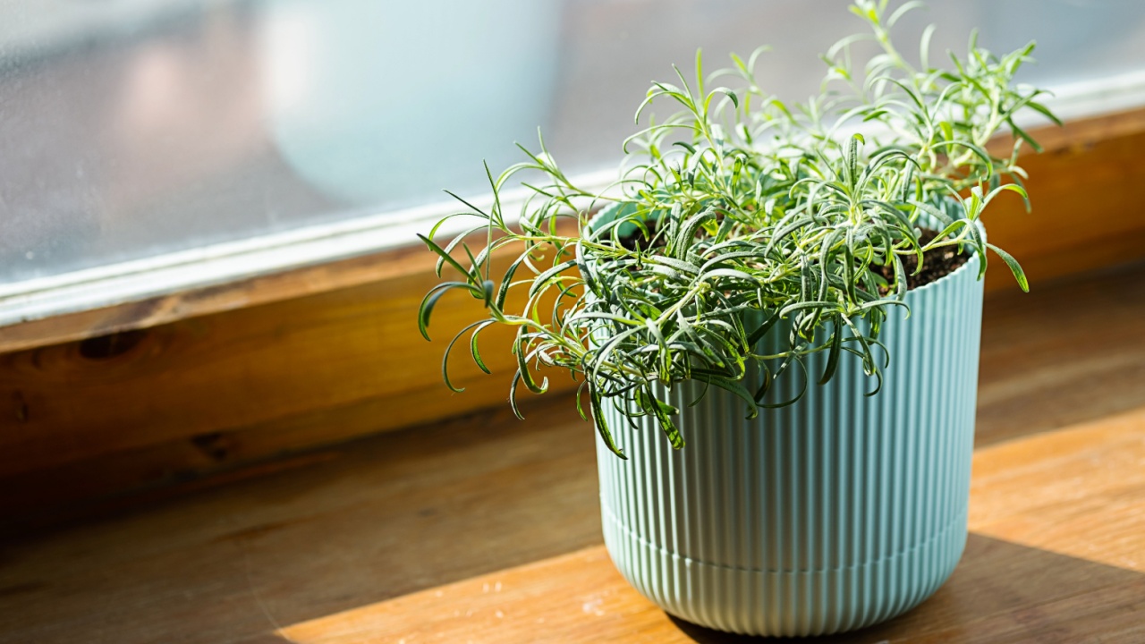 Homegrown rosemary potted herbs grows on window sill.
